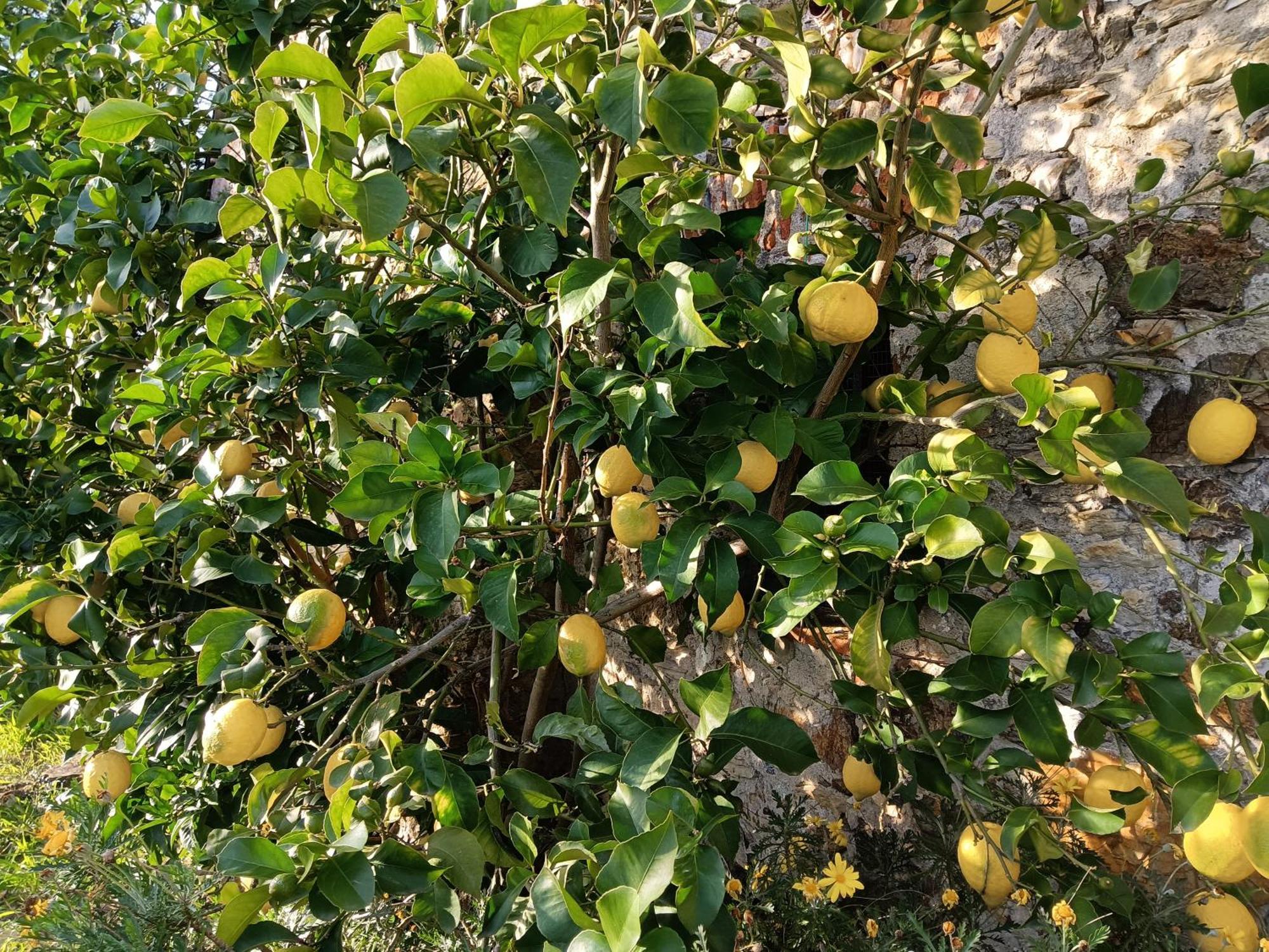 Il Fontolo Villa Ponzano Superiore Exterior foto